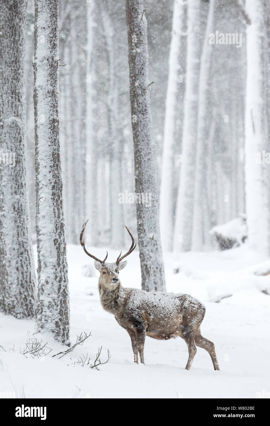 Red deer (Cervus elaphus) stag in the snow, Scotland, March Stock Photo