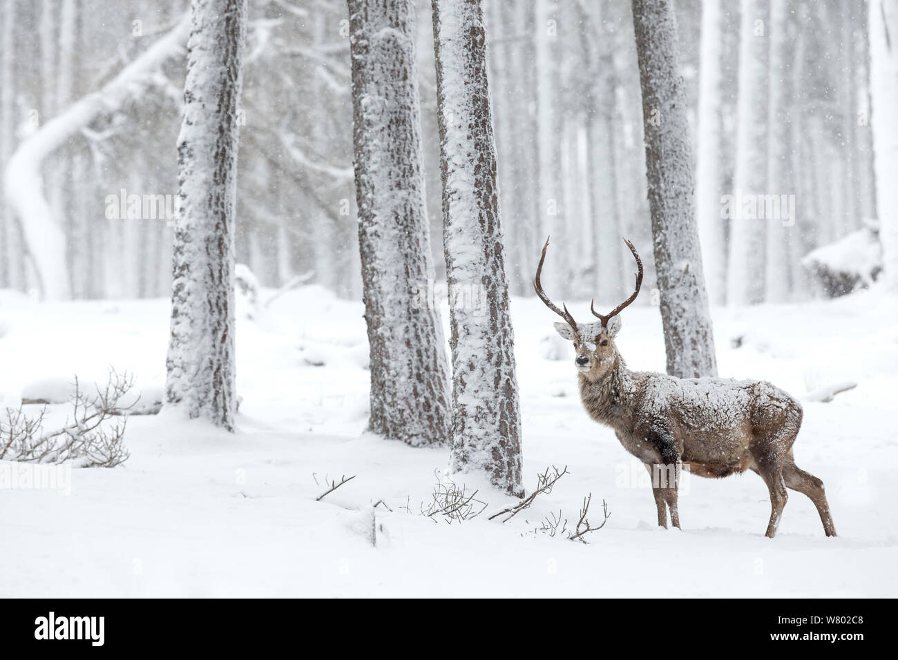 Red deer (Cervus elaphus) stag in the snow, Scotland, March Stock Photo
