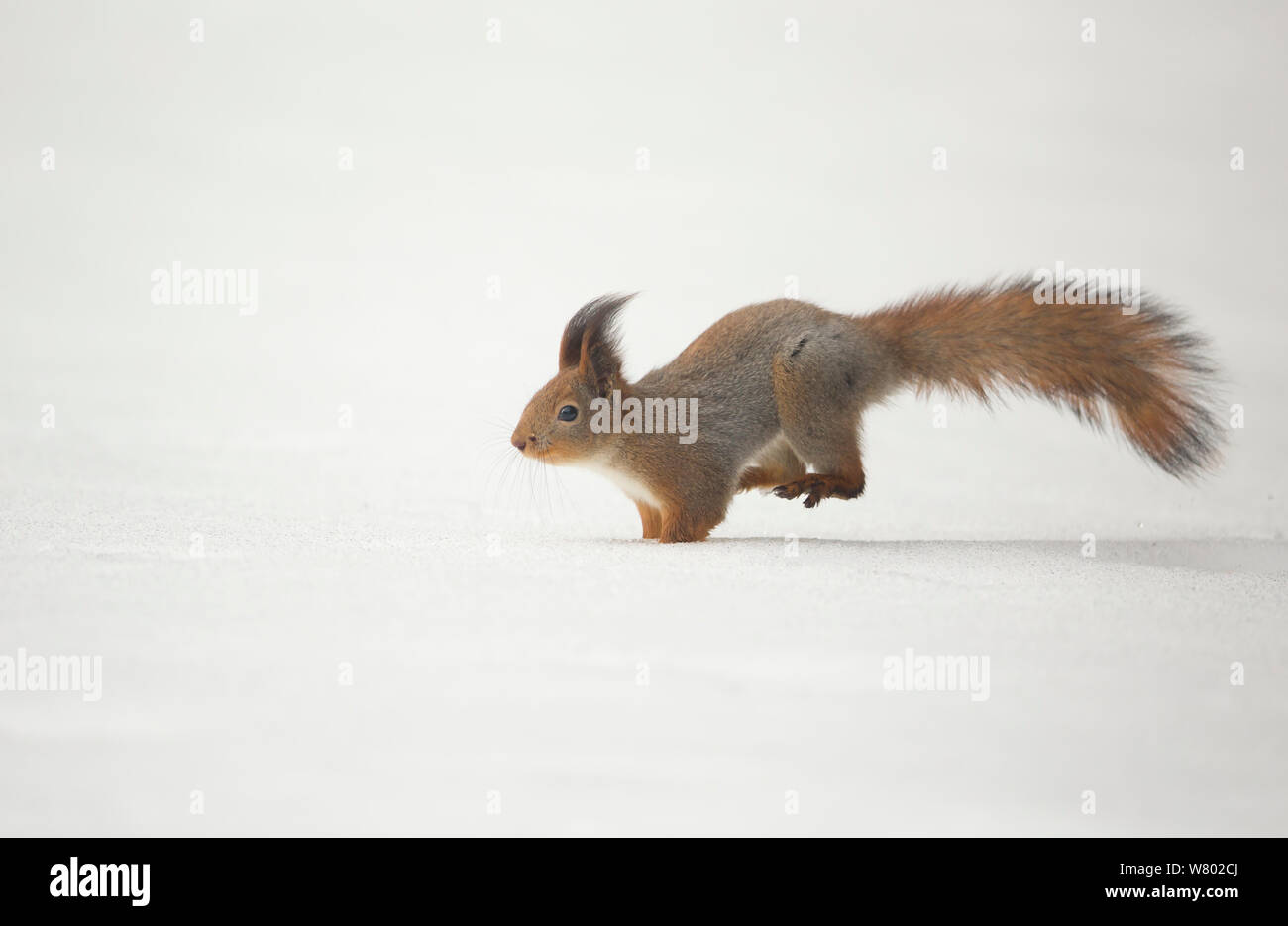 Red squirrel (Sciurus vulgaris) running in the snow, Finland, April Stock Photo