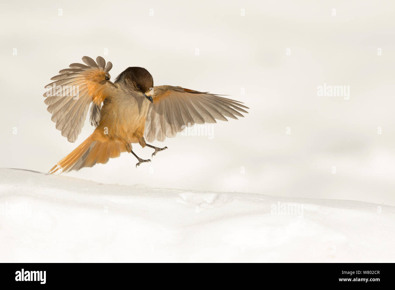 Siberian jay (Perisoreus infaustus) landing in snow, Finland, March Stock Photo