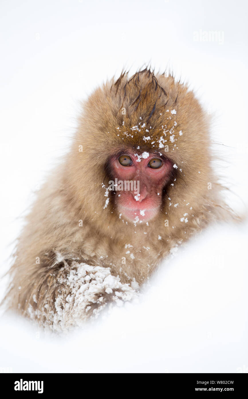 Snow Monkey (Macaca fuscata) in snow, Nagano, Japan, February Stock Photo