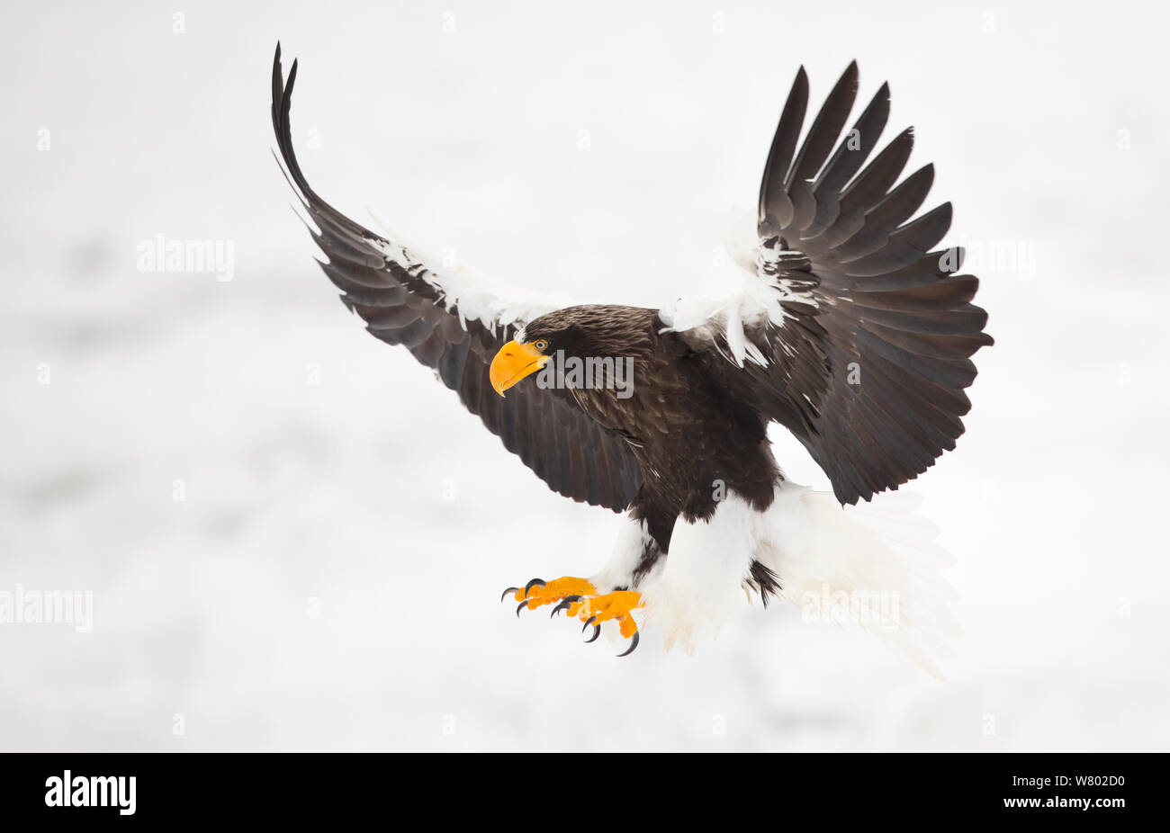 Steller&#39;s sea eagle (Haliaeetus pelagicus) in flight, about to land, Japan, February Stock Photo