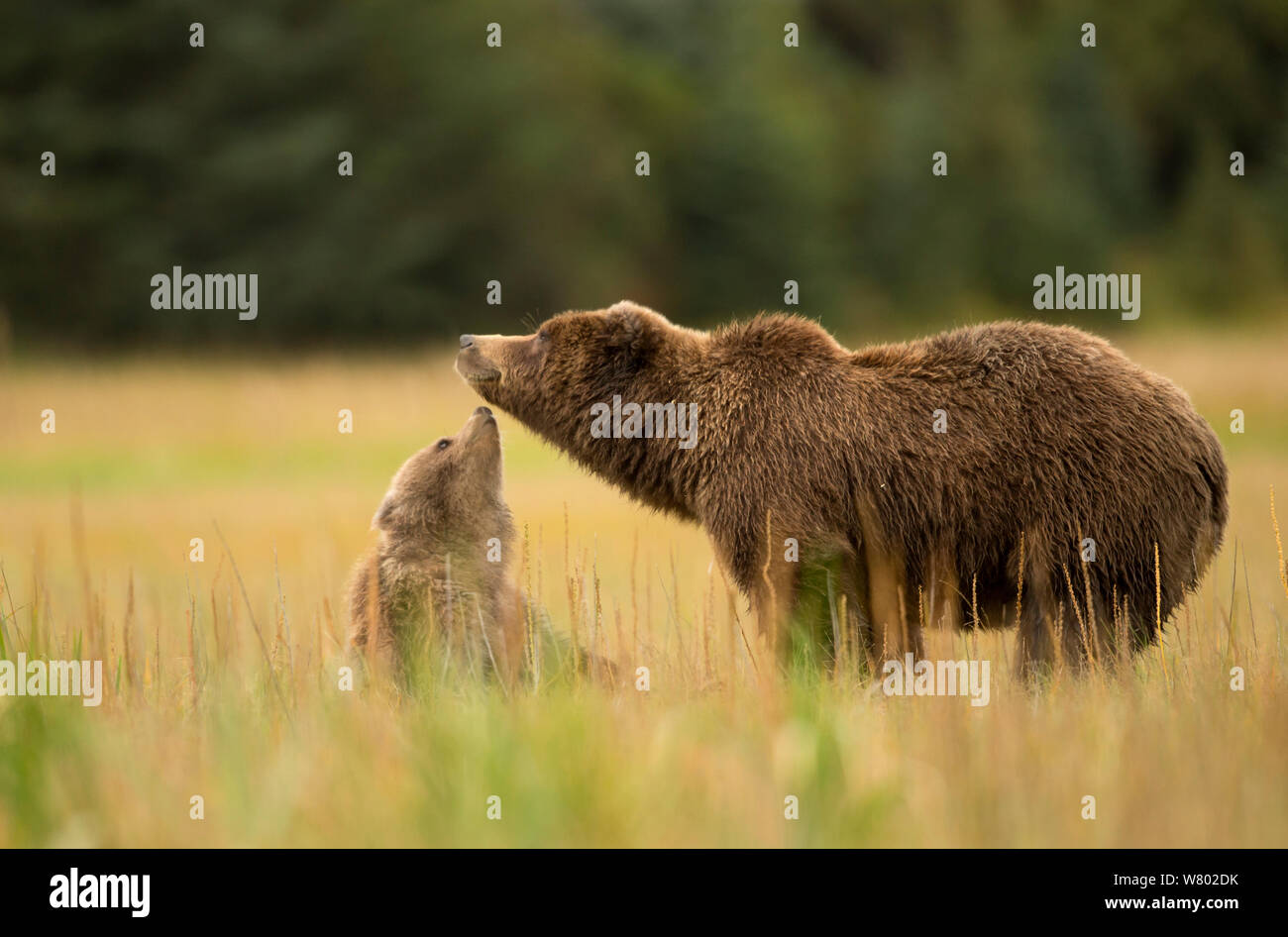 Coastal brown bear Ursus arctos - Coastal Brown Bear Ursus Arctos Interacting With Cub In Field Lake Clarke National Park Alaska September W802DK 