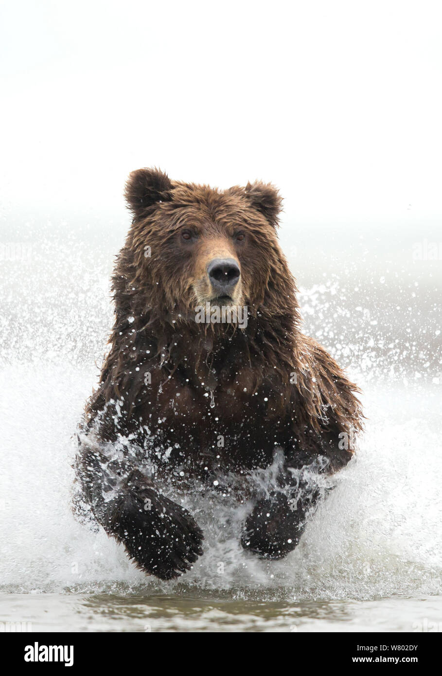 Coastal brown bear (Ursus arctos) fishing, running through water, Lake Clarke National Park, Alaska, September. Stock Photo