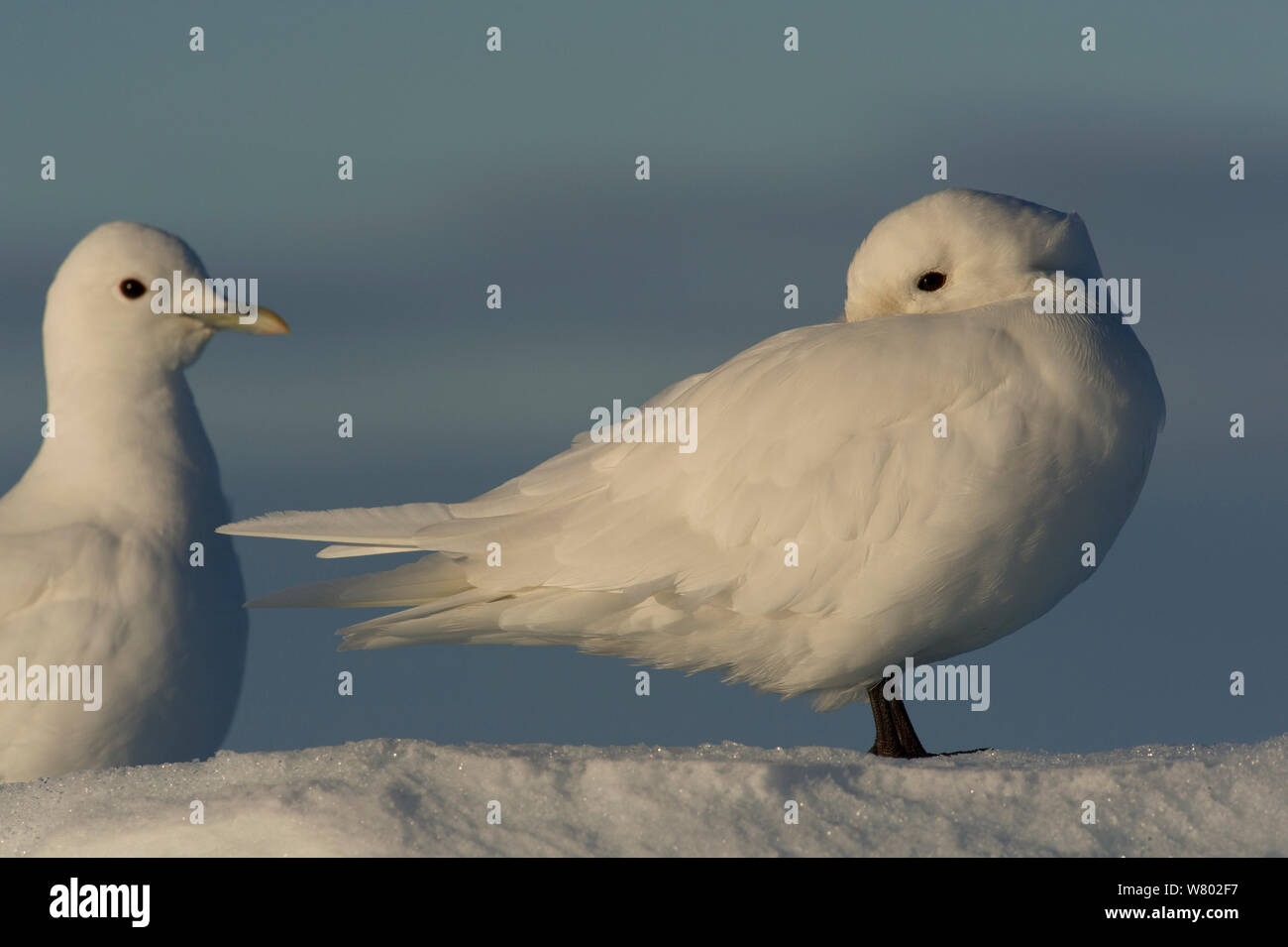 Two Ivory gulls (Pagophila eburnea) standing on snow, one of them is cleaning itself, Svalbard, Norway, Arctic, September Stock Photo