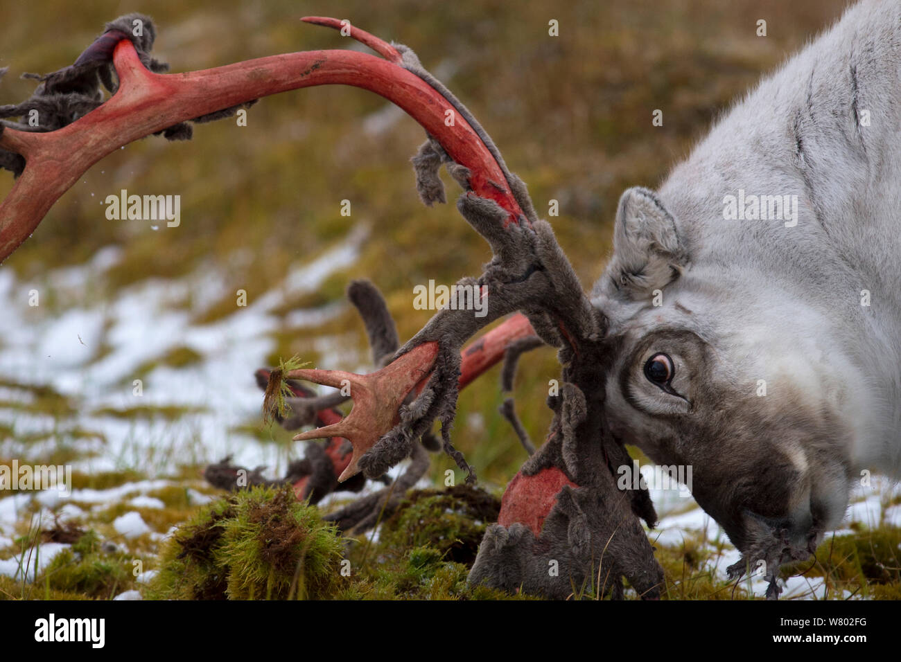 Svalbard reindeer (Rangifer tarandus platyrhynchus) scraping / shedding  velvet off of its antlers, Spitsbergen, Svalbard, Norway, September Stock Photo