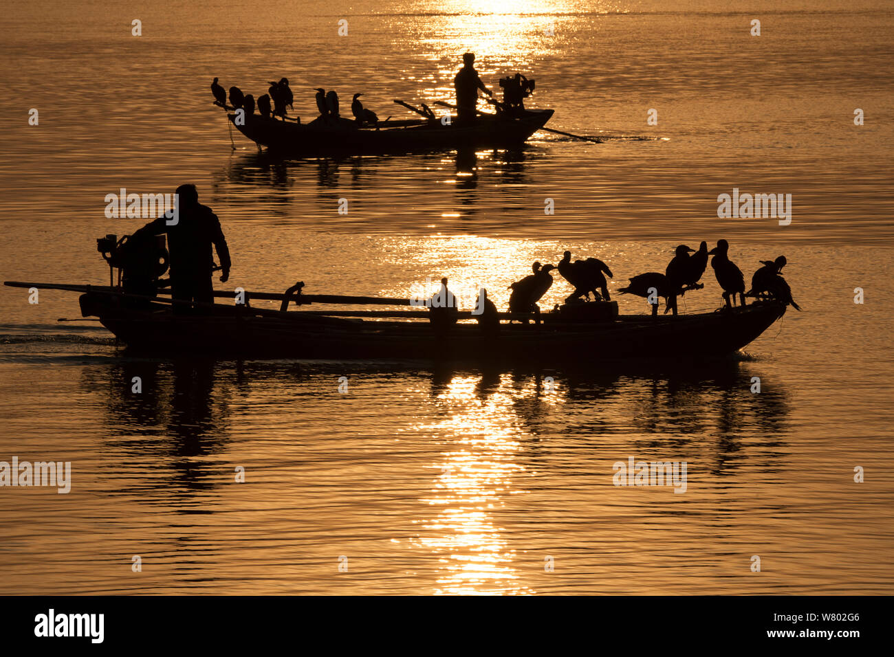 Fishermen fishing with domesticated Cormorants (Phalacrocorax carbo sinensis), Poyang Ho Lake, Jiangxi province, China Stock Photo