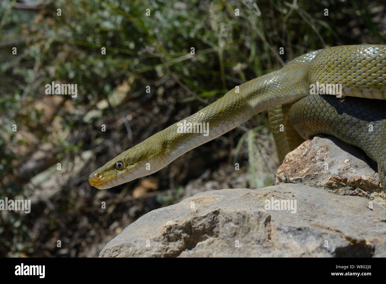 Green ratsnake (Senticolis triaspis intermedia) on rocks, Chiricahua mountains, Arizona, USA, September. Stock Photo