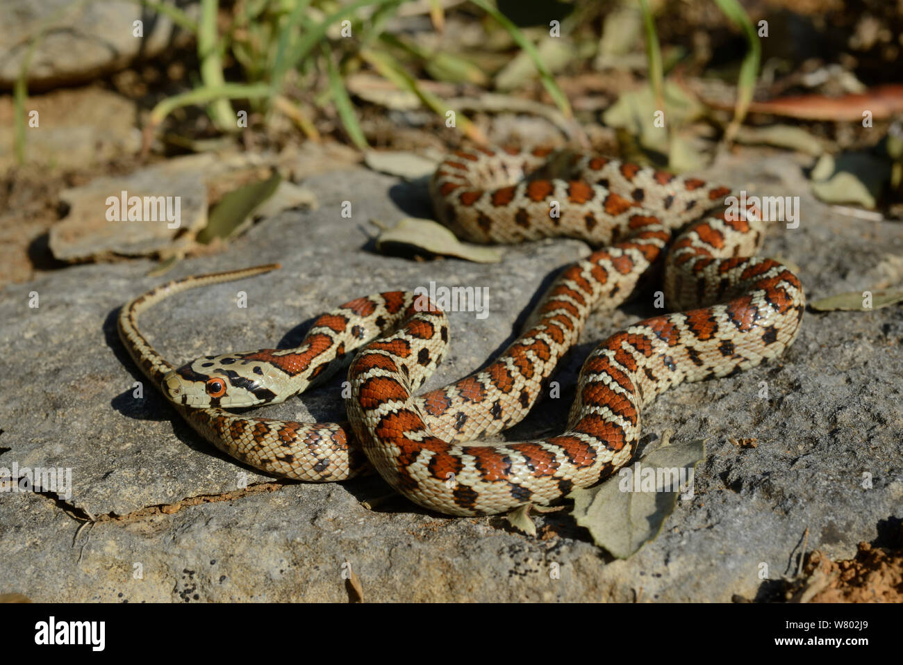 Leopard snake (Zamenis situla) captive, occurs in Eurasia. Stock Photo