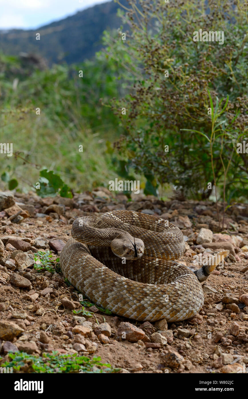 Red diamond rattlesnake (Crotalus ruber ruber) South West California, USA, September. Controlled conditions. Stock Photo