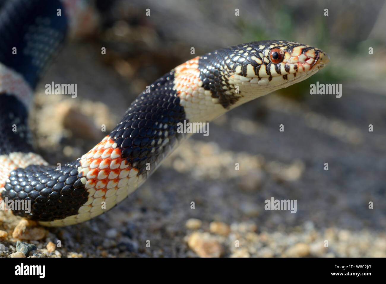 Long-nosed snake (Rhinocheilus lecontei) portrait, Panamint mountains, Death Valley National Park, California, USA. May. Stock Photo
