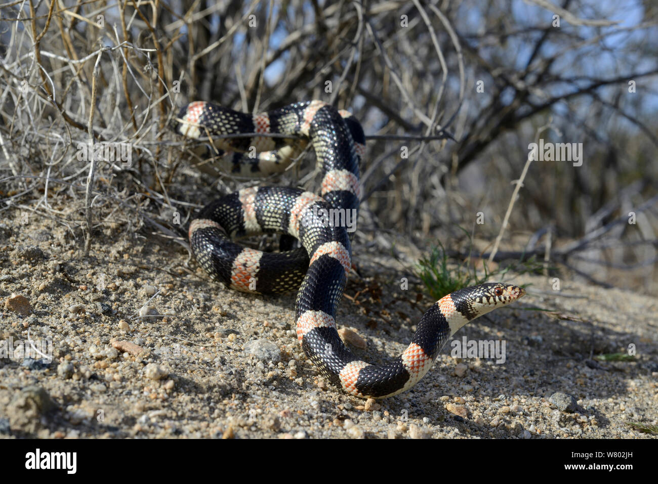 Long-nosed snake (Rhinocheilus lecontei) in bush, Panamint mountains, Death Valley National Park, California, USA. May. Stock Photo