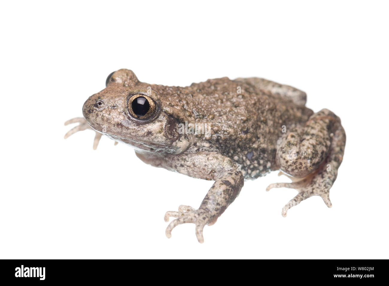 Midwife toad (Alytes obstetricans) adult, The Netherlands, May ...