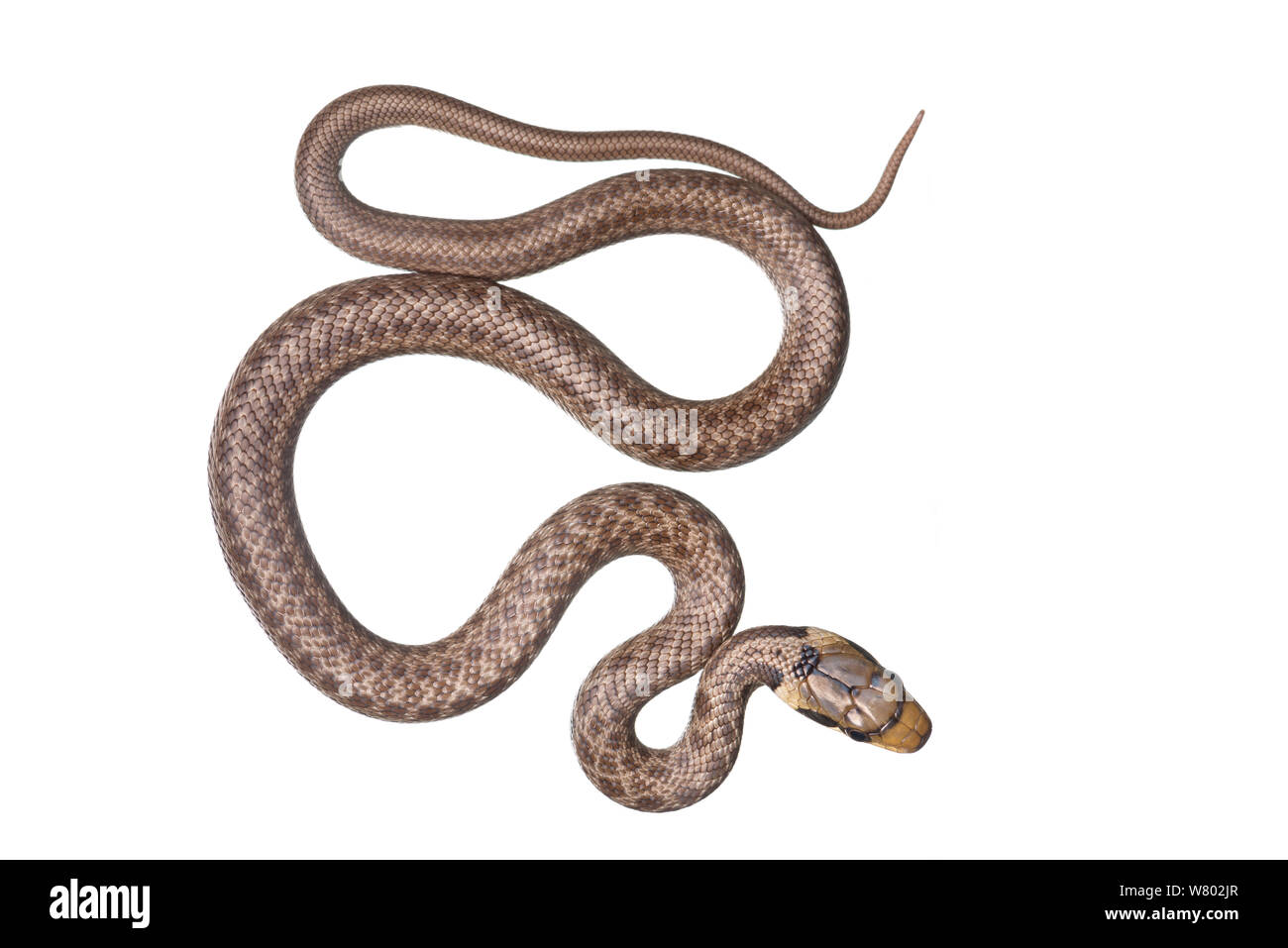 Aesculapian snake (Zamenis longissimus) juvenile, Greece, June. Meetyourneighbours.net project. Stock Photo