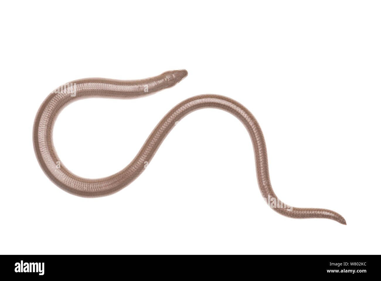 Male slow worm Cut Out Stock Images & Pictures - Alamy