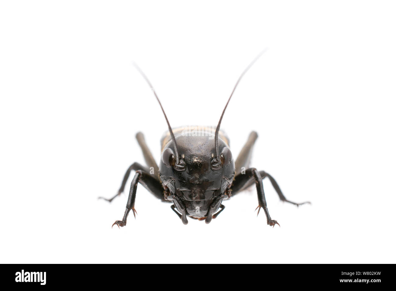 Field cricket (Gryllus campestris) male, La Brenne, France. May. Meetyourneighbours.net project Stock Photo