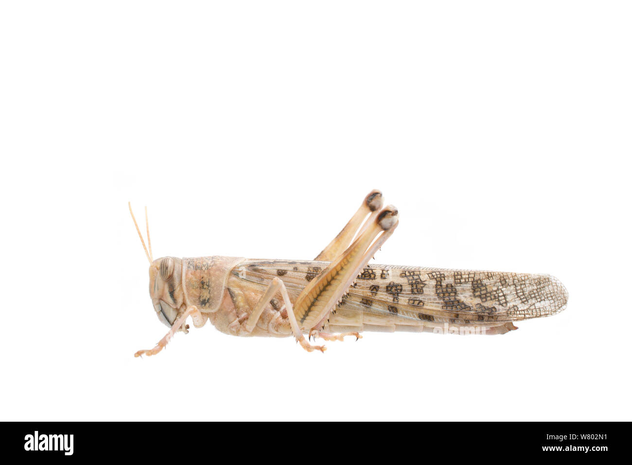 Desert locust (Schistocerca gregaria) female captive, September, The Netherlands, Meetyourneighbours.net project Stock Photo