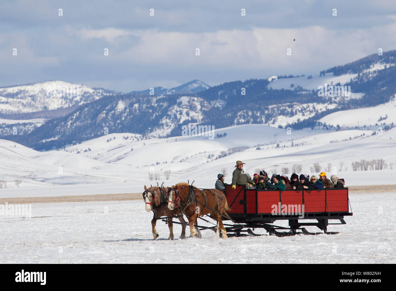 Horse and cart with tourists looking for elk, National Elk Refuge, Wyoming, USA. February 2014. Stock Photo