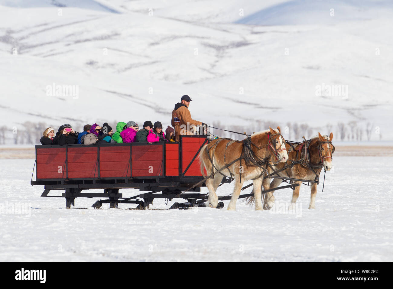 Horse and cart with tourists looking for elk, National Elk Refuge, Wyoming, USA. February 2014. Stock Photo