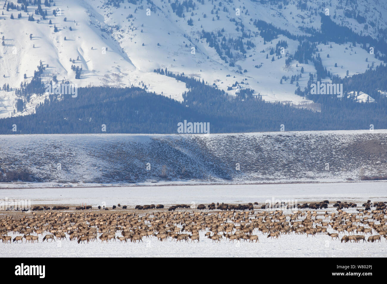 Larger herd of Elk (Cervus elaphus canadensis) migrating across National Elk Refuge, with Buffalo (Bison bison) herd behind, Wyoming, USA. February 2013. Stock Photo