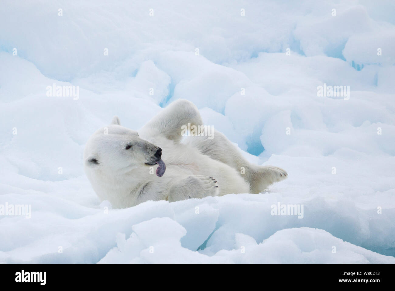 Polar bear (Ursus maritimus) rolling on ice floe, Svalbard, Norway. August. Vulnerable species. Stock Photo