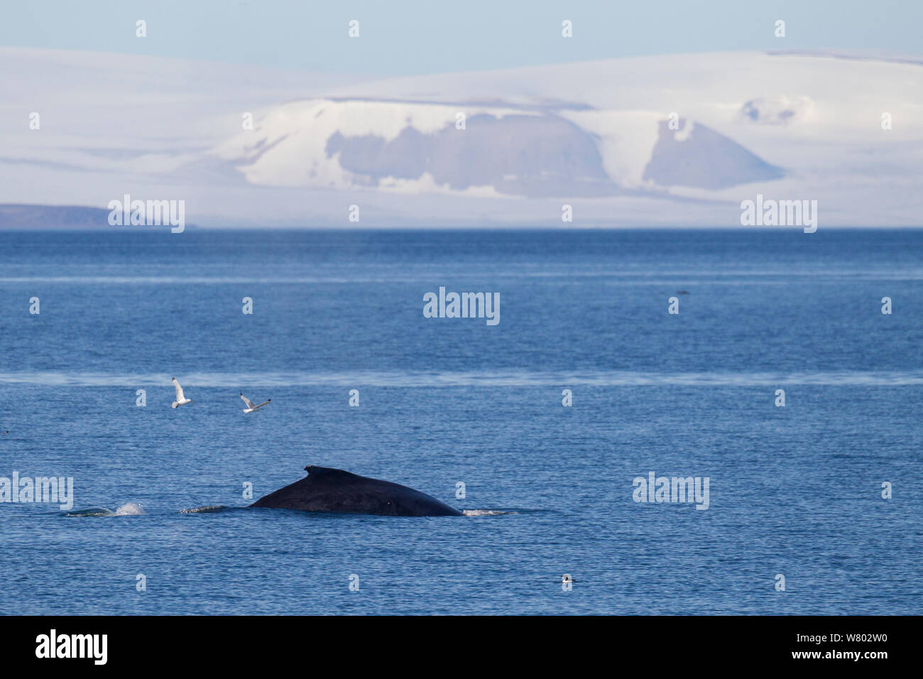 Fin whale (Balaenoptera physalus) surfacing off  Spitsbergen, Norway, August. Stock Photo