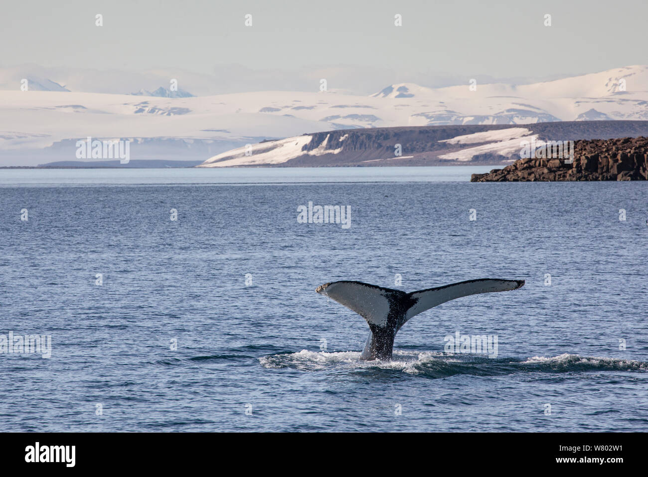 Tail fluke of Humpback whale (Megaptera novaeangliae) off Spitsbergen, Svalbard, Norway. August. Stock Photo