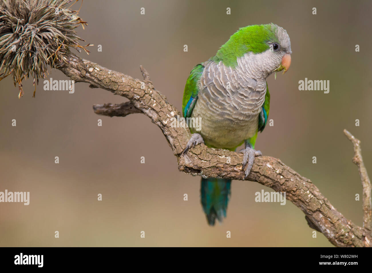Monk parakeet (Myiopsitta monachus) Calden Forest , La Pampa , Argentina Stock Photo