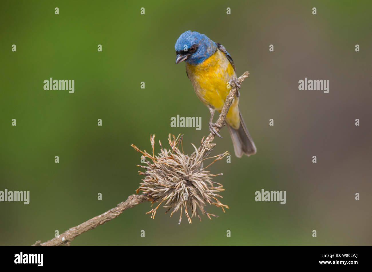 Blue-and-yellow tanager (Thraupis bonariensis) male perched, Calden Forest, La Pampa, Argentina Stock Photo