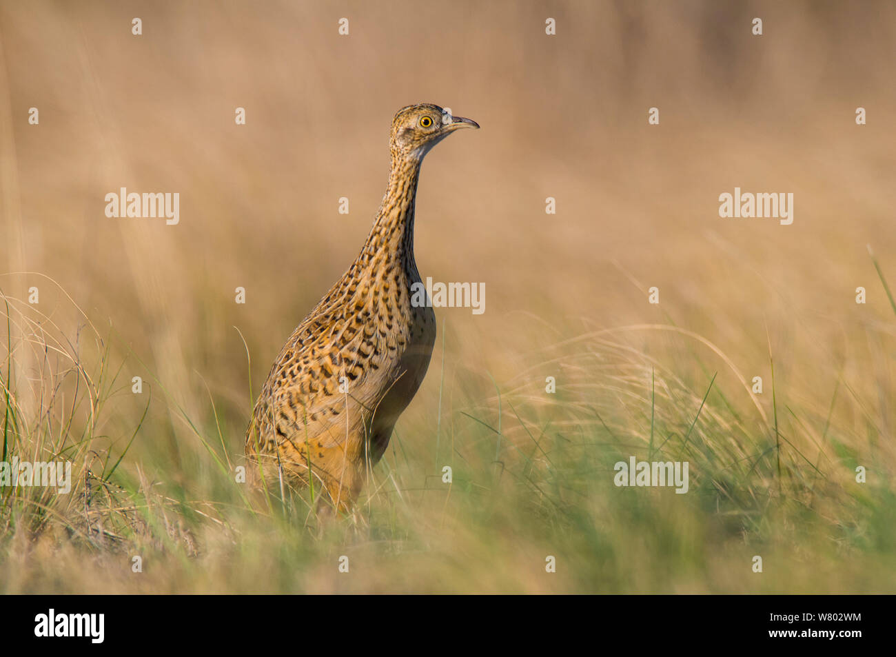 Spotted tinamou (Nothura maculosa) walking through grassland, La Pampa, Argentina Stock Photo