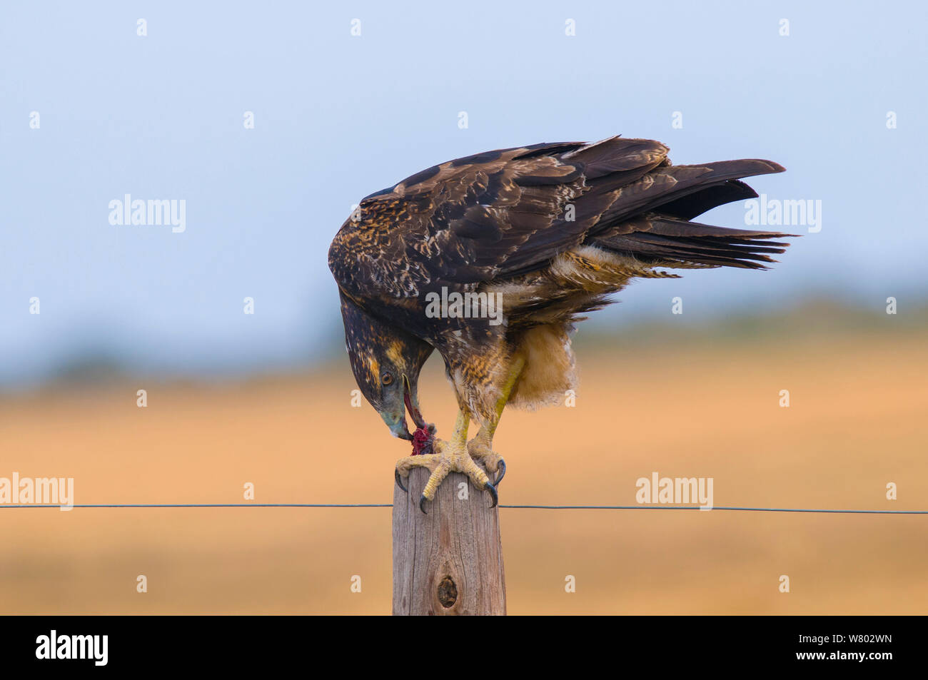 Black-chested buzzard-eagle (Geranoaetus melanoleucus) feeding on a fence post, La Pampa, Argentina Stock Photo