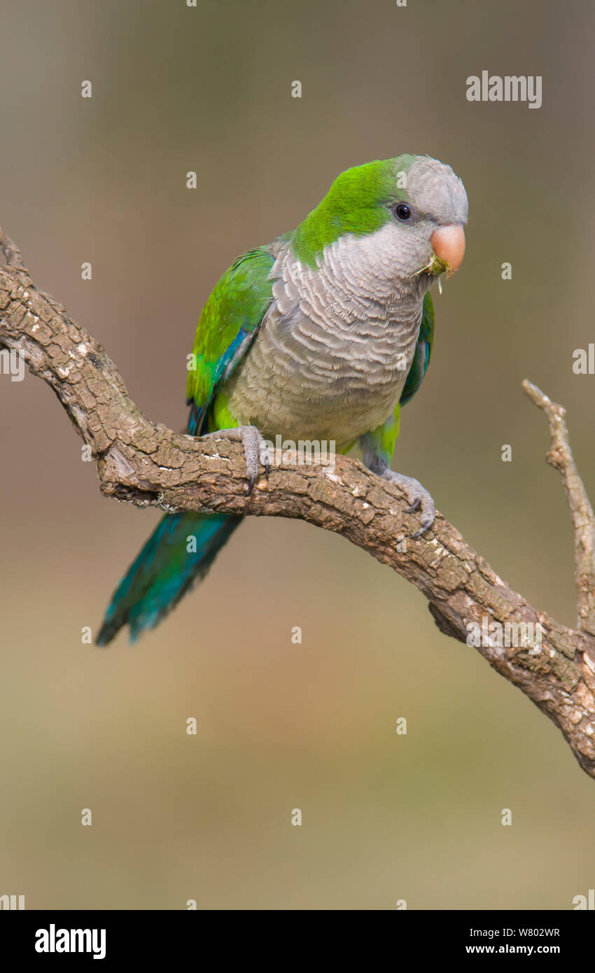 Monk parakeet (Myiopsitta monachus) Calden Forest , La Pampa , Argentina Stock Photo