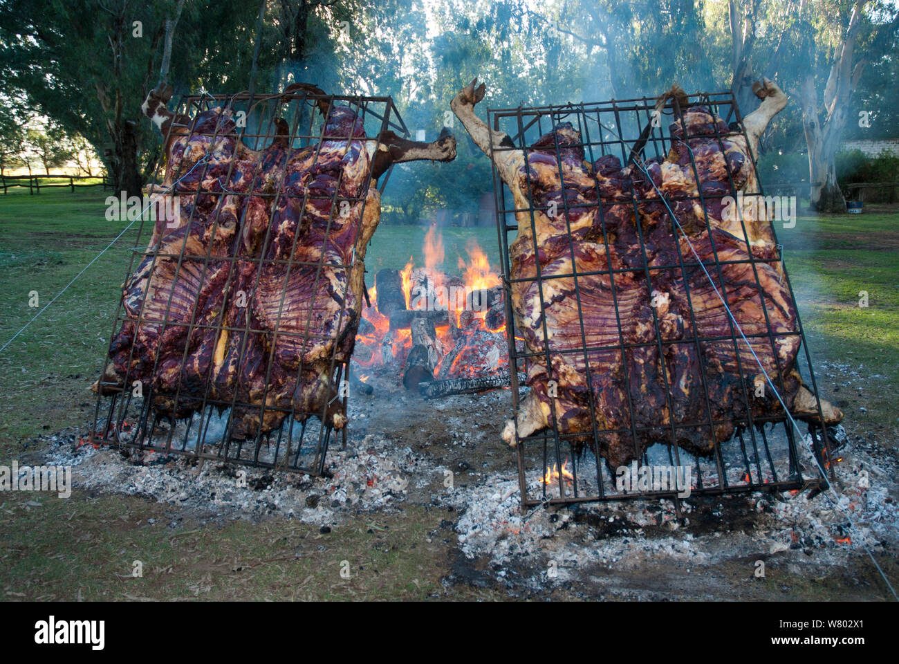 Roasted cow in cages, with leather, known as Asado Con Cuero, La Pampa, Argentina, March 2005. Stock Photo