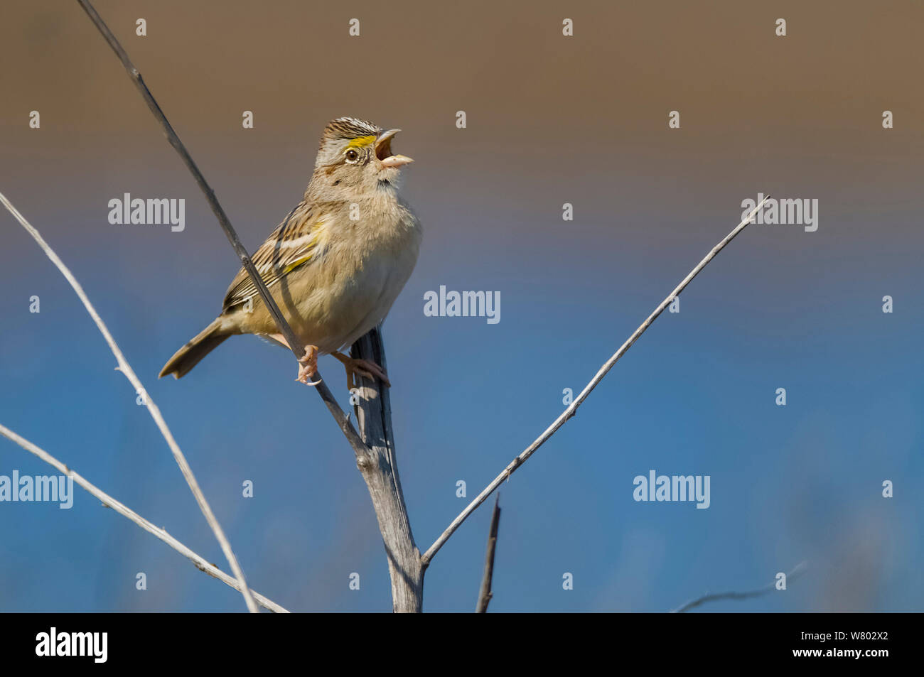 Grassland sparrow (Ammodramus humeralis) singing, La Pampa, Argentina. Stock Photo