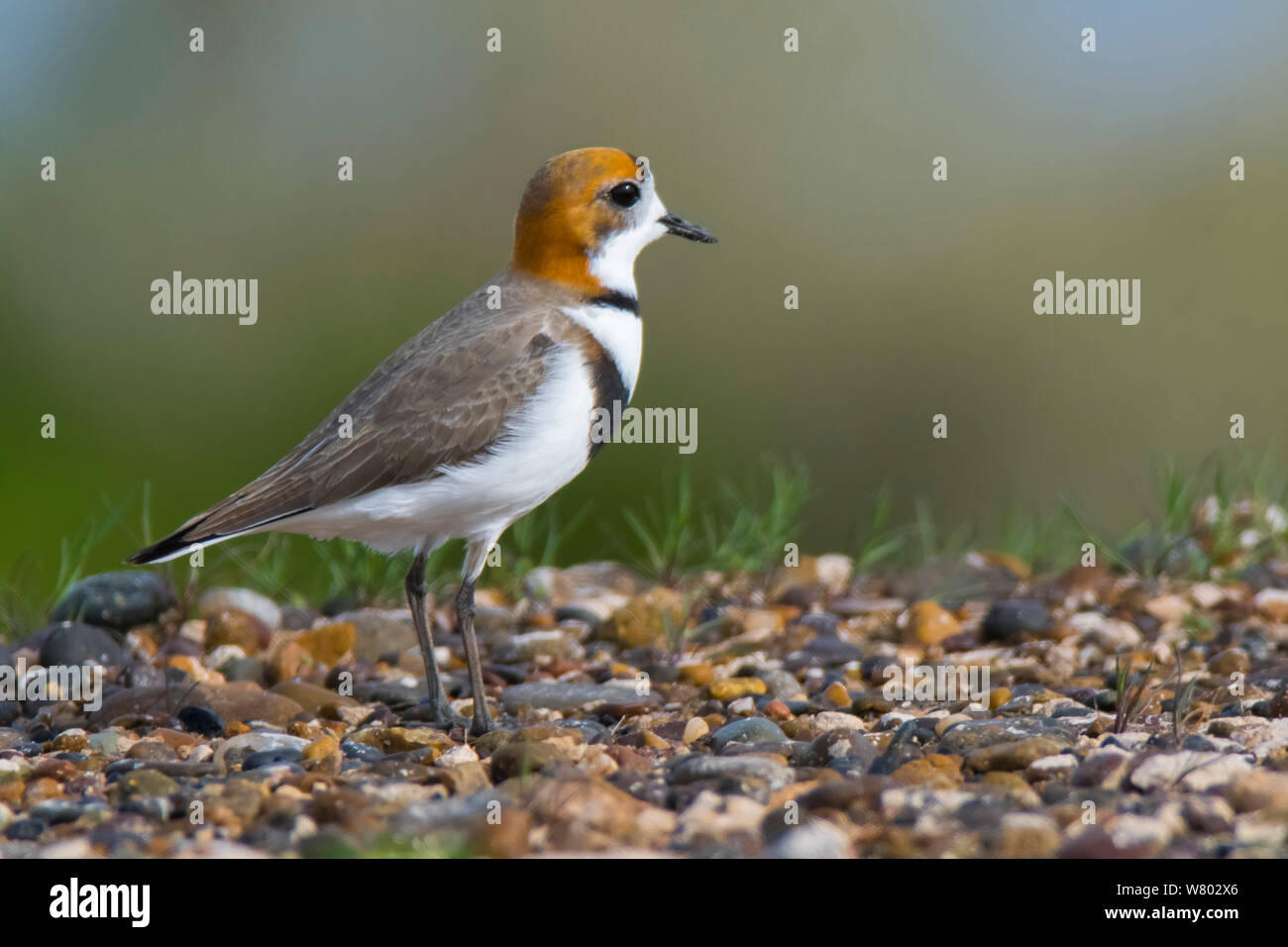 Two-banded plover (Charadrius falklandicus) on shore, Chubut, Patagonia , Argentina Stock Photo
