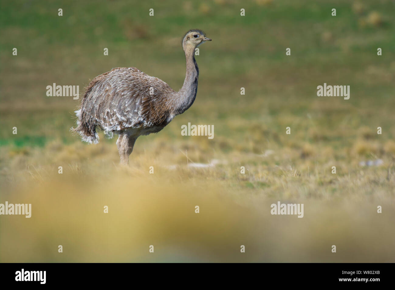 Lesser rhea (Pterocnemia pennata) Torres del Paine National Park, Chile Stock Photo