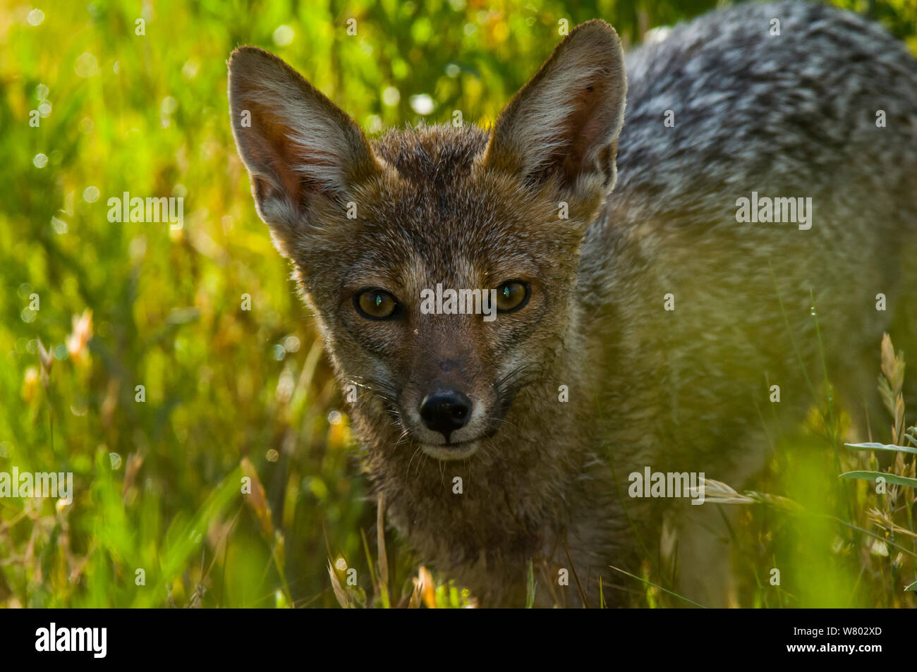Pampas fox (Lycalopex griseus) portrait, Calden Forest , La Pampa, Argentina Stock Photo