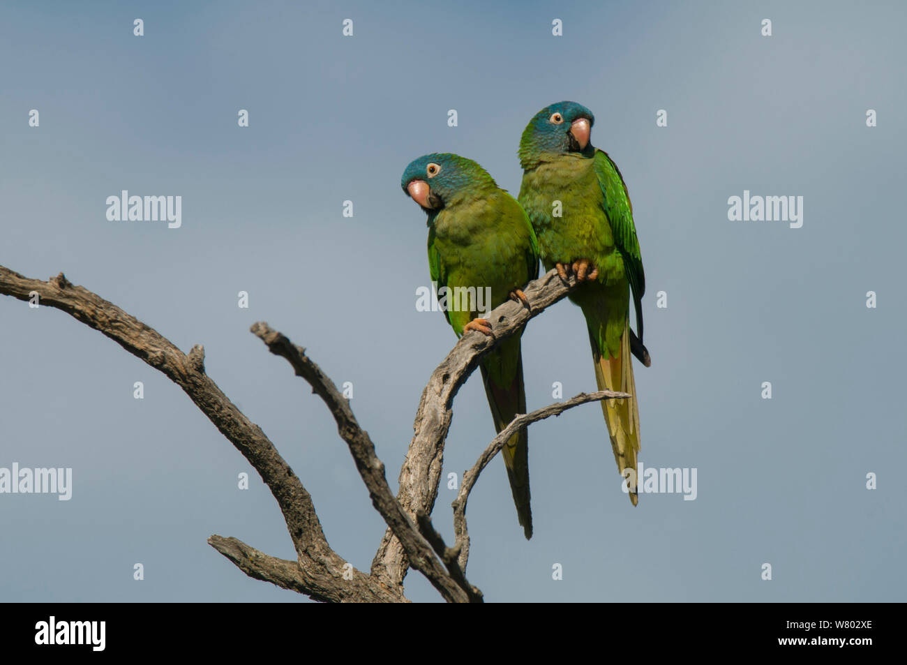 Blue-crowned parakeet (Thectocercus acuticaudatus) two perched together. Ibera Marshes, Corrientes Province, Argentina. Stock Photo