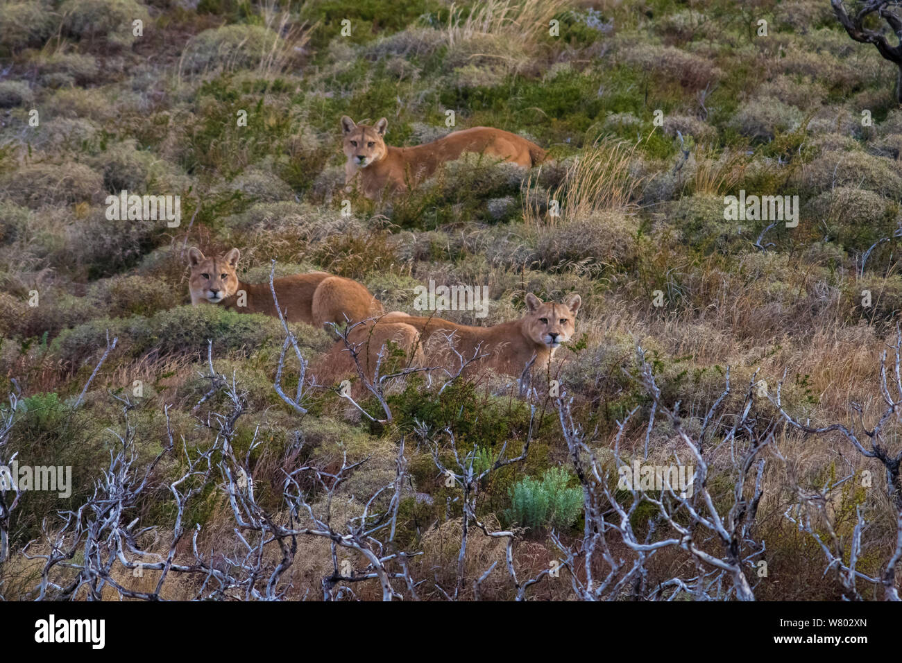 Cougar (Puma concolor) group of three, Mountain Lion, Torres del Paine National Park, Chile Stock Photo