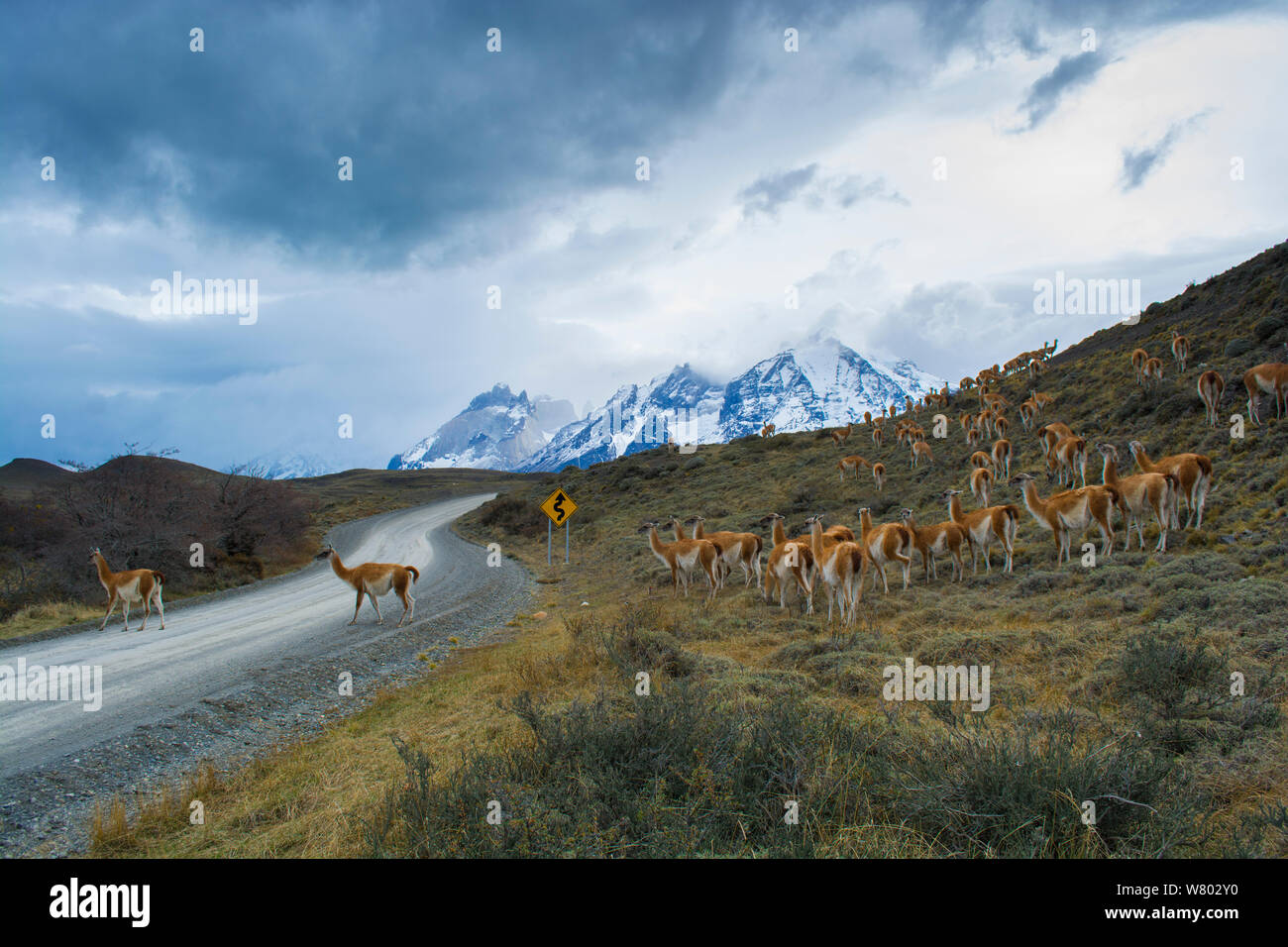 Guanacos (Lama Guanicoe) herd walking down slope to cross road, Torres del Paine National Park, Chile Stock Photo