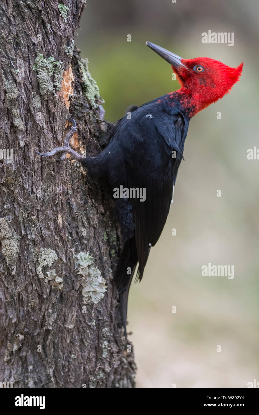 Magellanic woodpecker (Campephilus magellanicus) pecking at tree trunk, Torres del Paine National Park, Chile Stock Photo