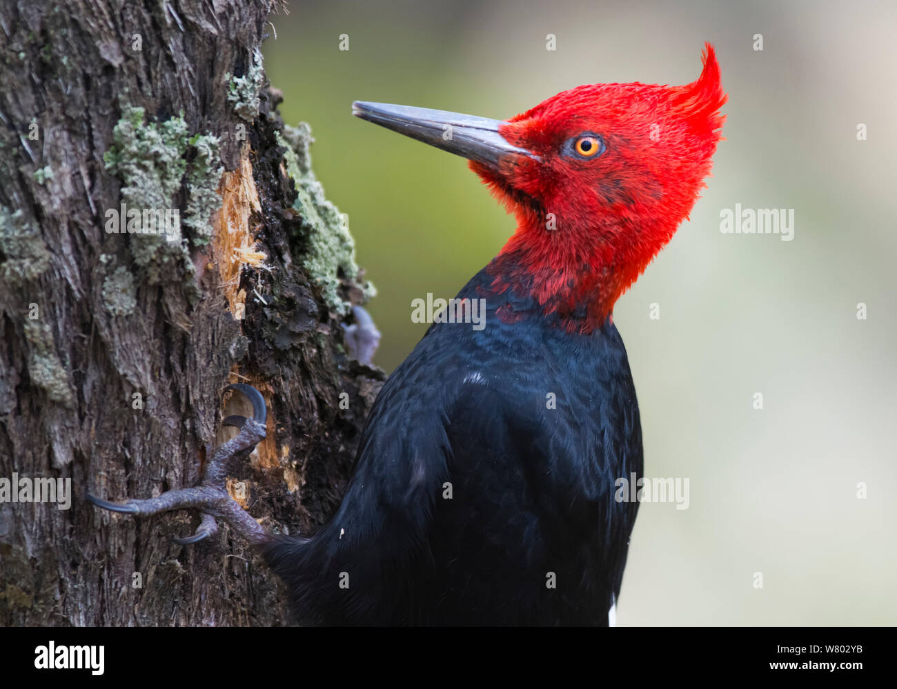 Magellanic woodpecker (Campephilus magellanicus) pecking at tree trunk, Torres del Paine National Park, Chile Stock Photo