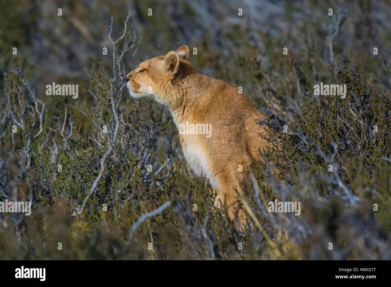 Cougar (Puma concolor) resting in vegetation, Torres del Paine National Park, Chile Stock Photo