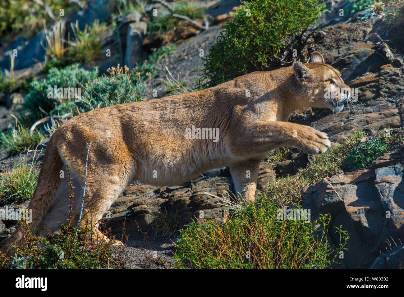 Wild Cougar (Puma concolor) walking across rocks, Torres del Paine National Park, Chile. Stock Photo