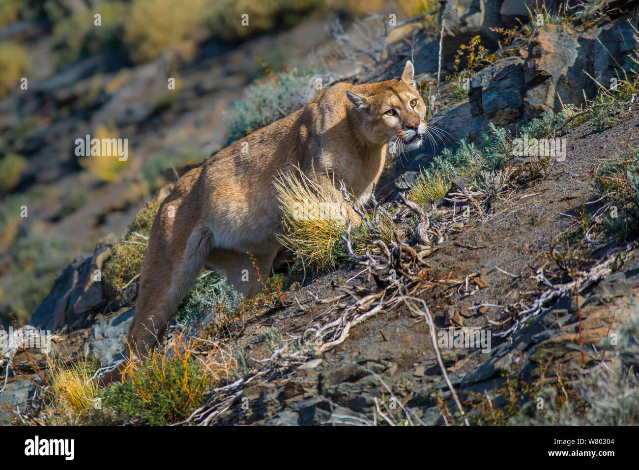 Wild puma (Puma concolor) walking across rocks, Torres del Paine National Park, Chile. Stock Photo