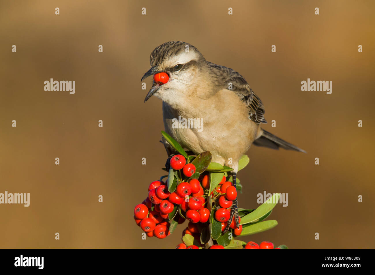 Chalk-browed mockingbird (Mimus saturninus) feeding on berries, Calden Forest , La Pampa, Argentina Stock Photo