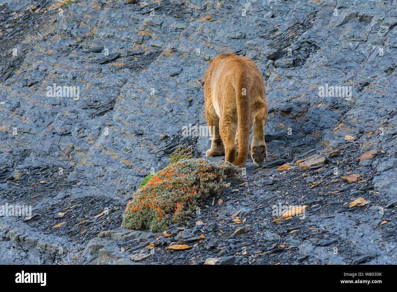 Wild puma (Puma concolor) walking across rocks, rear view, Torres del Paine National Park, Chile. Stock Photo