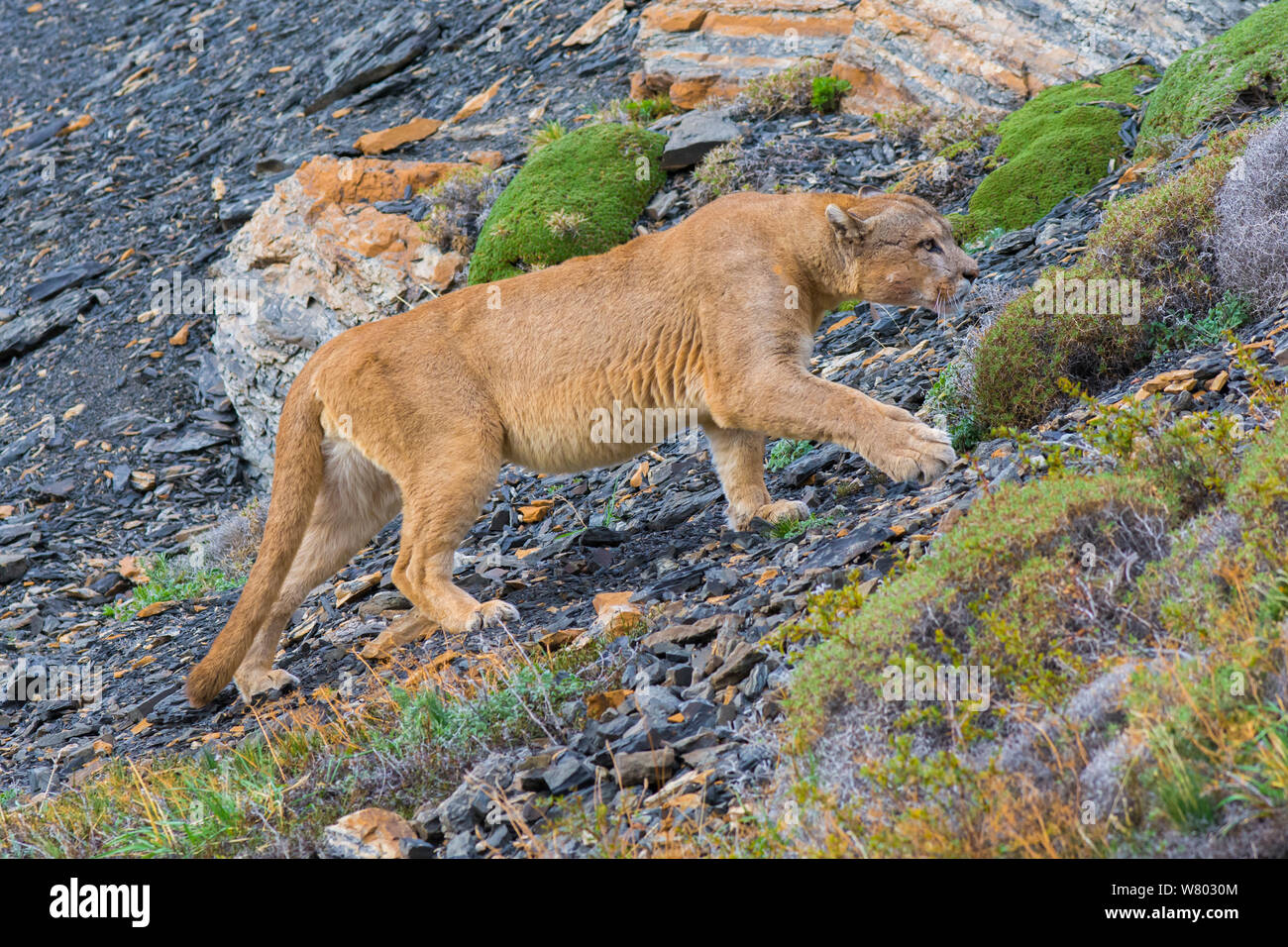 Wild puma (Puma concolor) walking across rocks, profile, Torres del Paine National Park, Chile. Stock Photo
