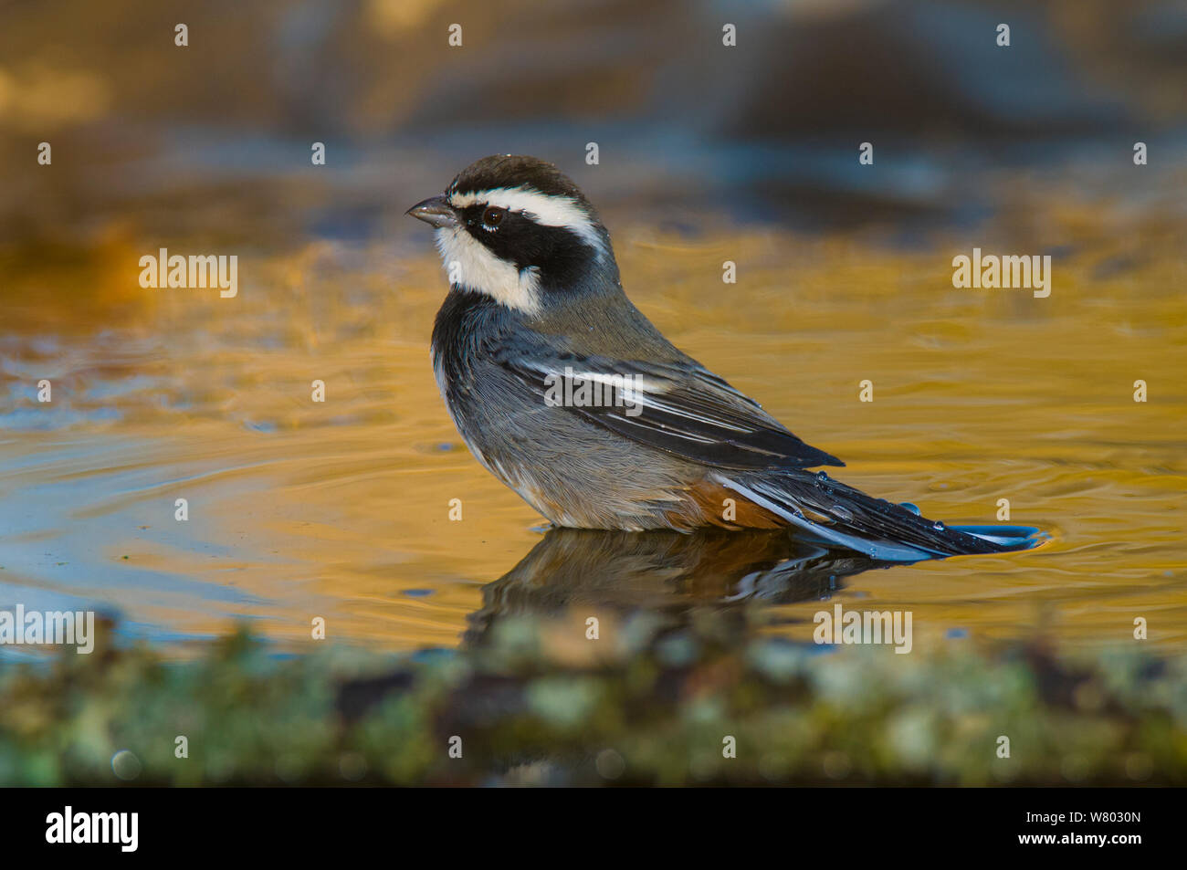 Ringed warbling finch (Poospiza torquata) bathing, Calden Forest , La Pampa, Argentina Stock Photo