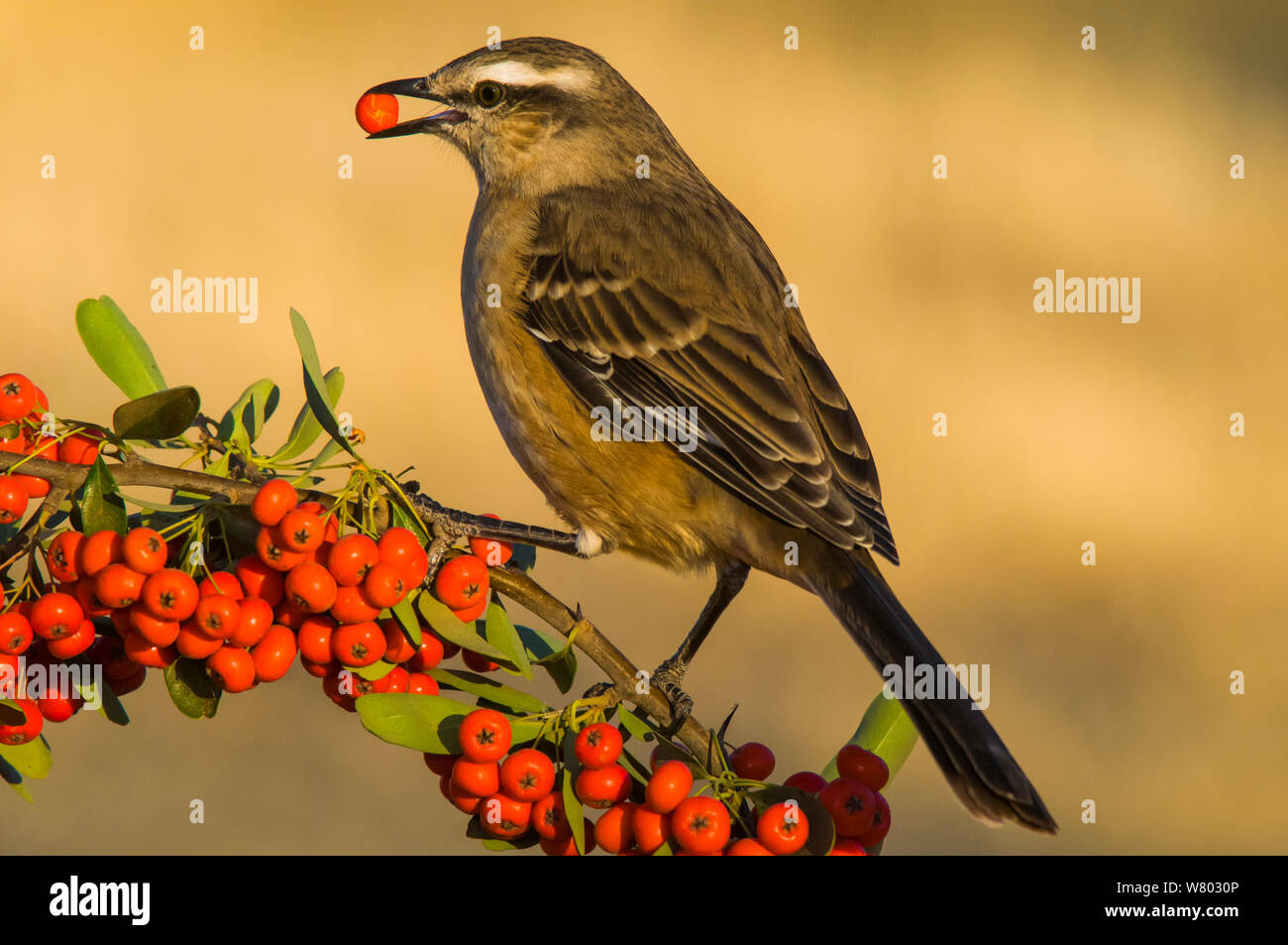 Chalk-browed mockingbird (Mimus saturninus) feeding on berries, Calden Forest , La Pampa, Argentina Stock Photo